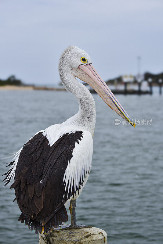 澳洲鹈鹕(Pelecanus illatus)